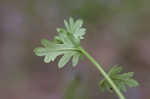 Fuzzy phacelia